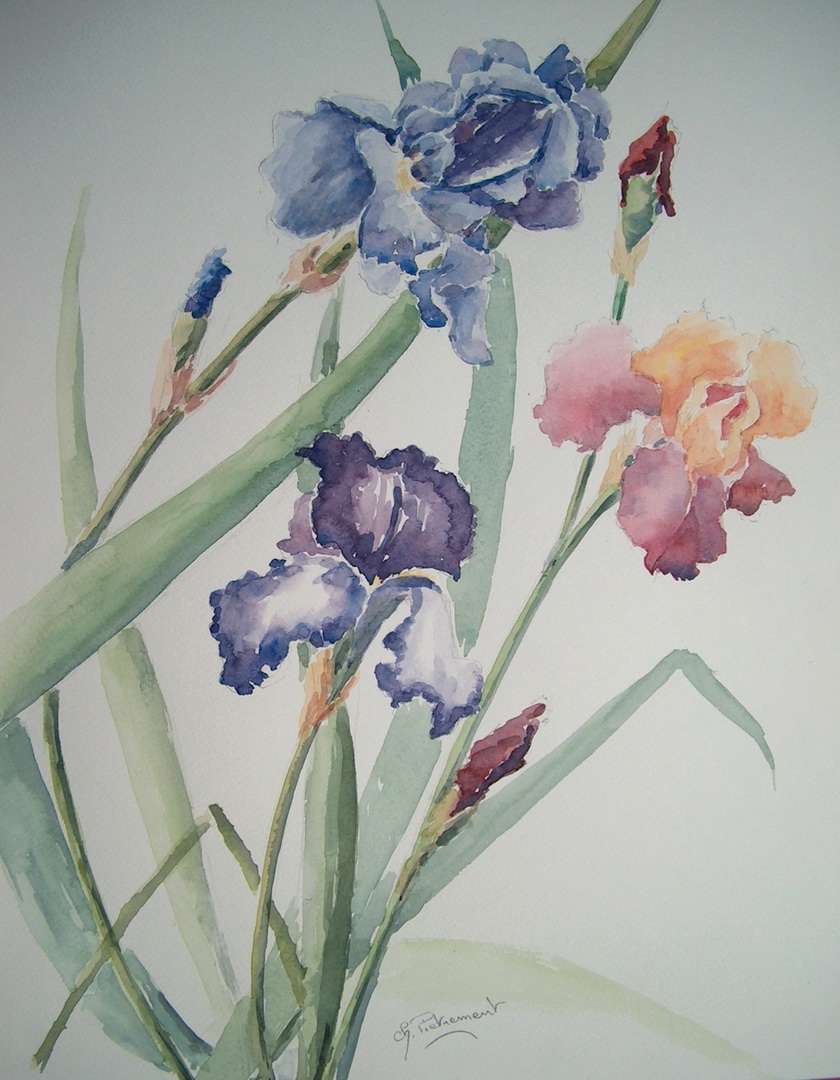 images/fleurs/Iris aeriens.jpg
